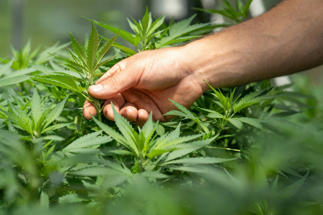 How to Make Cannabis Beverages at Home: A Simple Step-by-Step