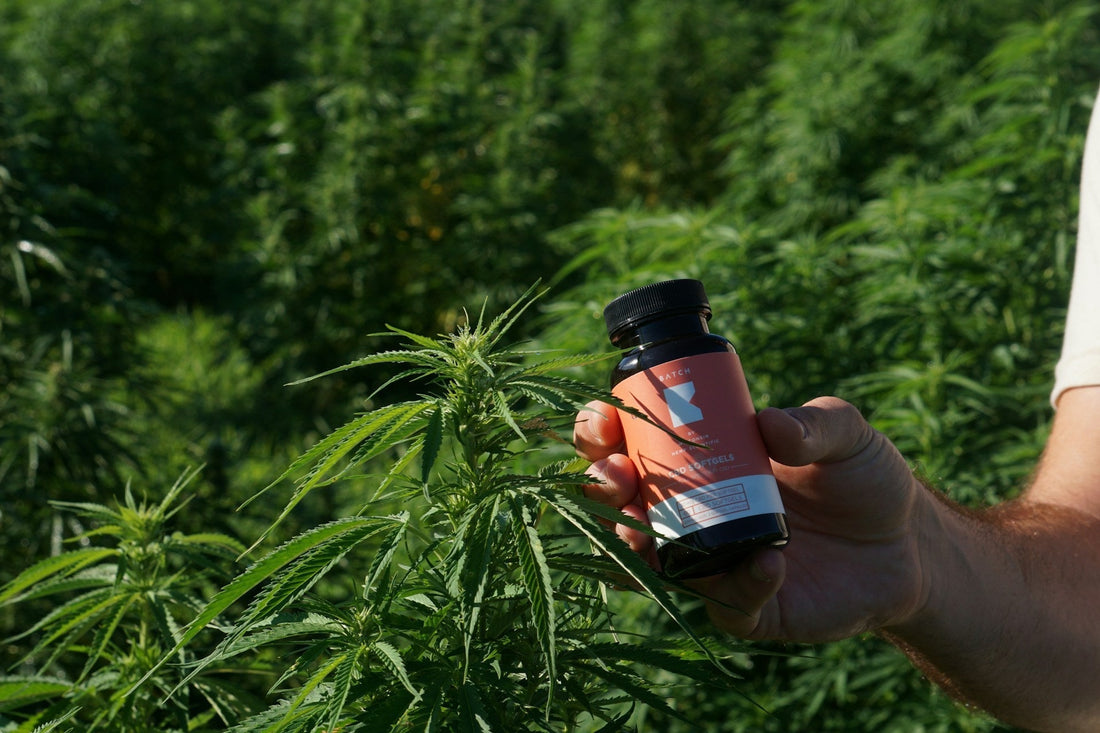 Top THC Drinks Brands 2025: Leading Cannabis Beverage Innovation